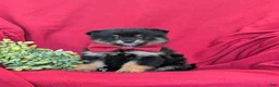 Pomeranian dogs for sale: Bosley - Ad 1
