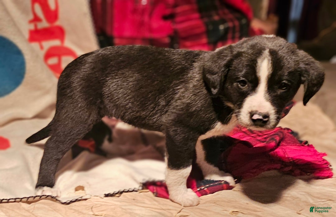Border Collie dogs for sale: Great - Ad 3