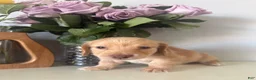 Miniature Dachshund dogs for sale: Cooper - Ad 20