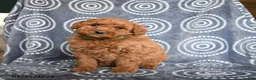 Mini Goldendoodle dogs for sale: Bentley - Ad 2