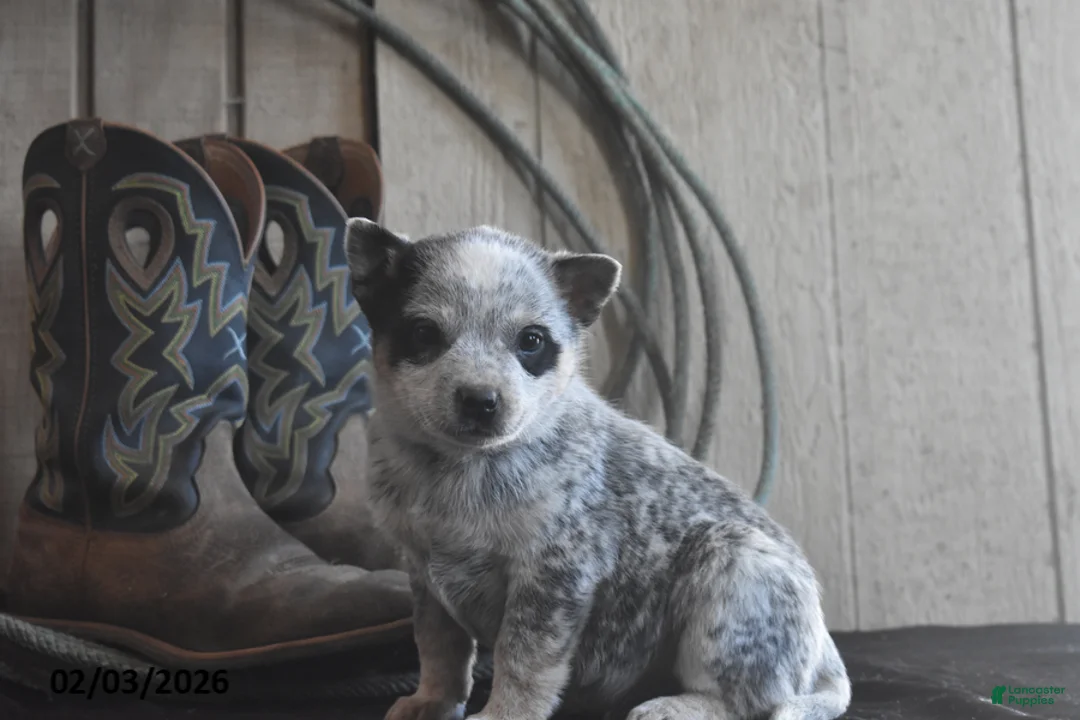 Australian Cattle Dog dogs for sale: Weston - Ad 1