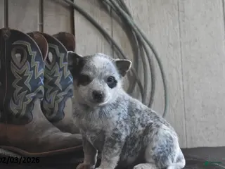 Australian Cattle Dog dogs Weston - Ad 6