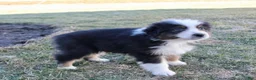 Australian Shepherd dogs for sale: Molly - Ad 5
