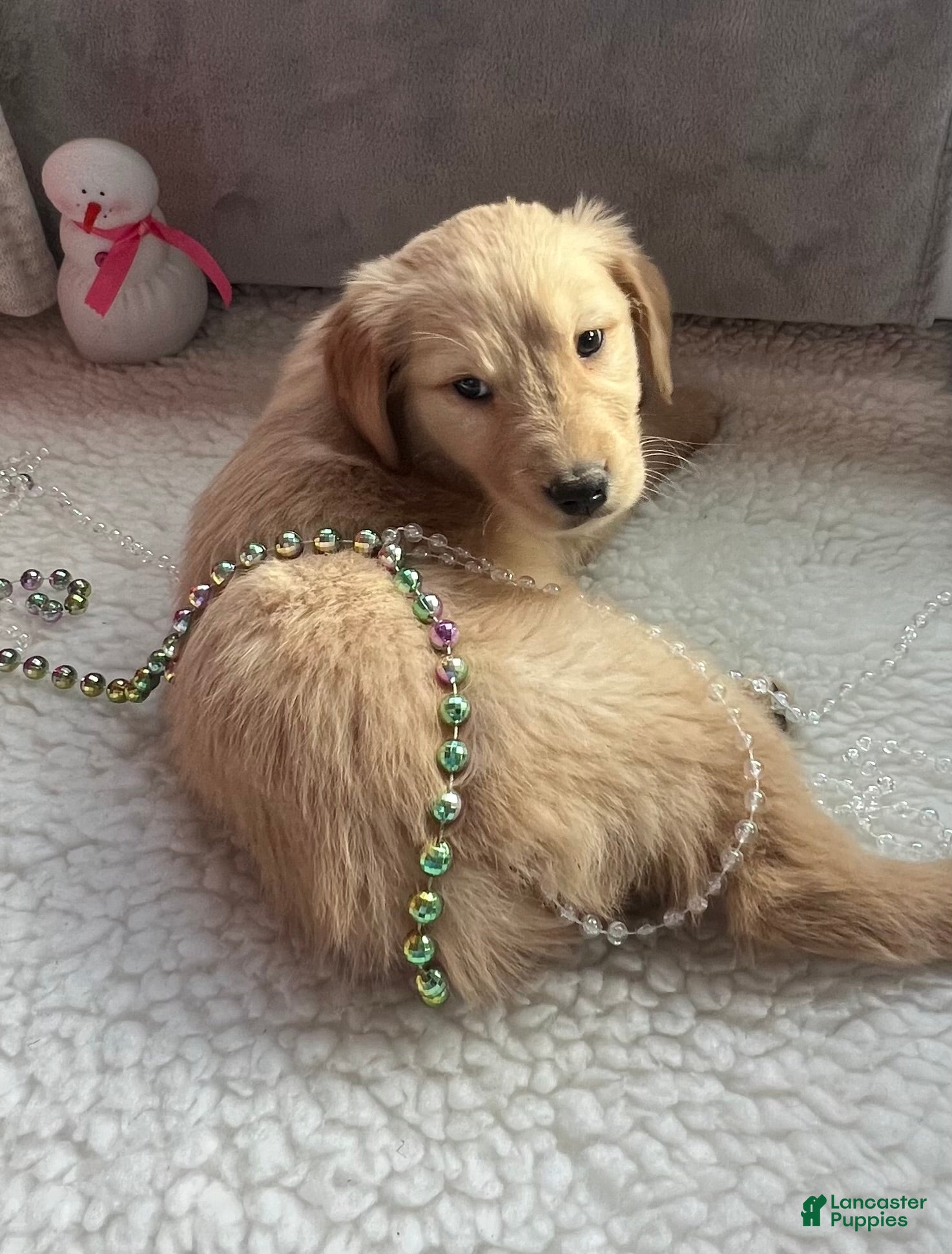 Golden Retriever dogs Bentley - Ad 21