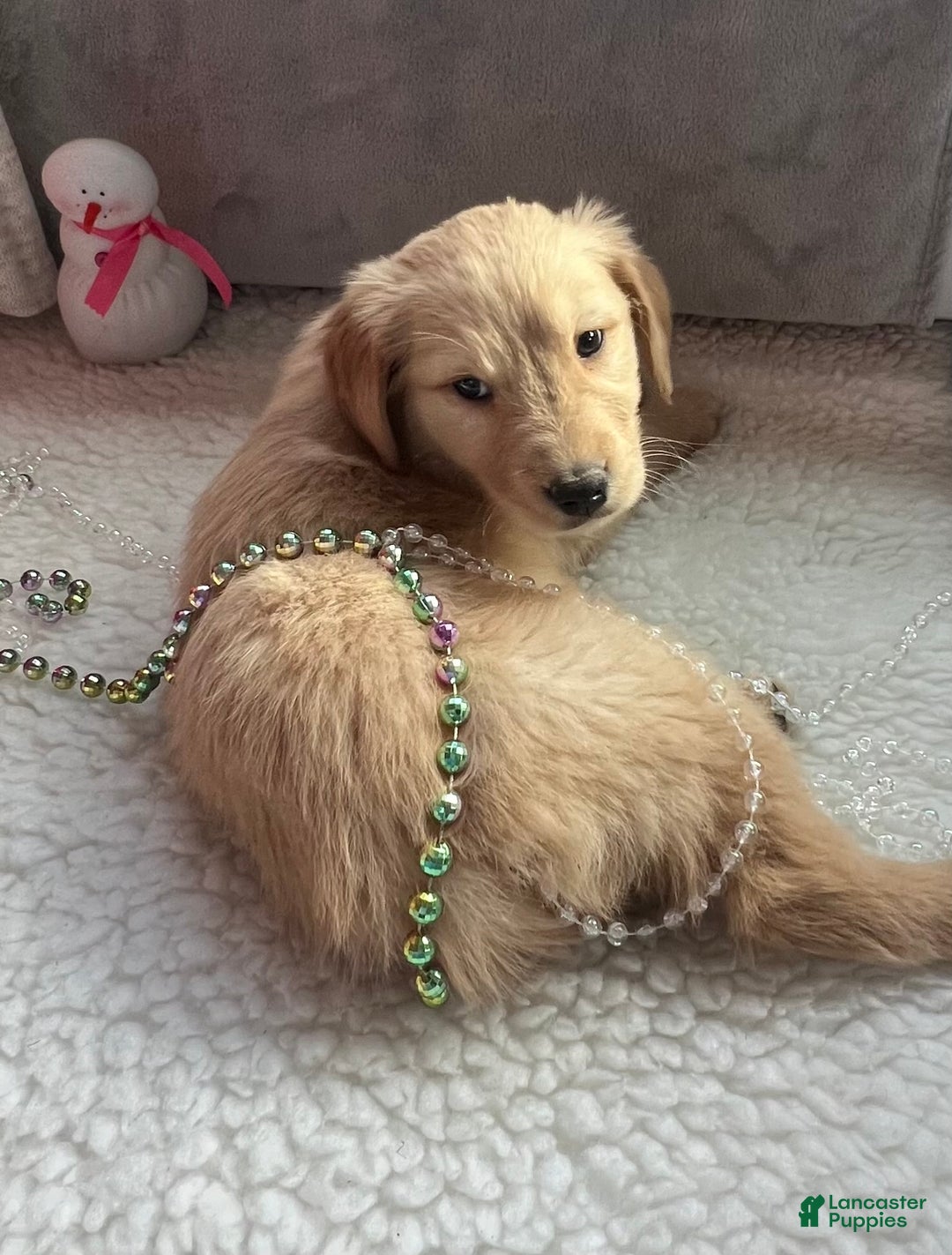 Golden Retriever dogs for sale: Bentley - Ad 1