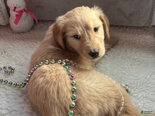 Golden Retriever dogs Bentley - Ad 21