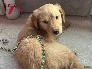 Golden Retriever dogs Bentley - Ad 40
