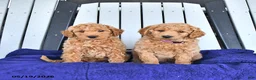 Mini Goldendoodle dogs for sale: Hazel  - Ad 5