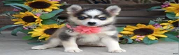 Pomsky dogs for sale: Paisley  - Ad 9