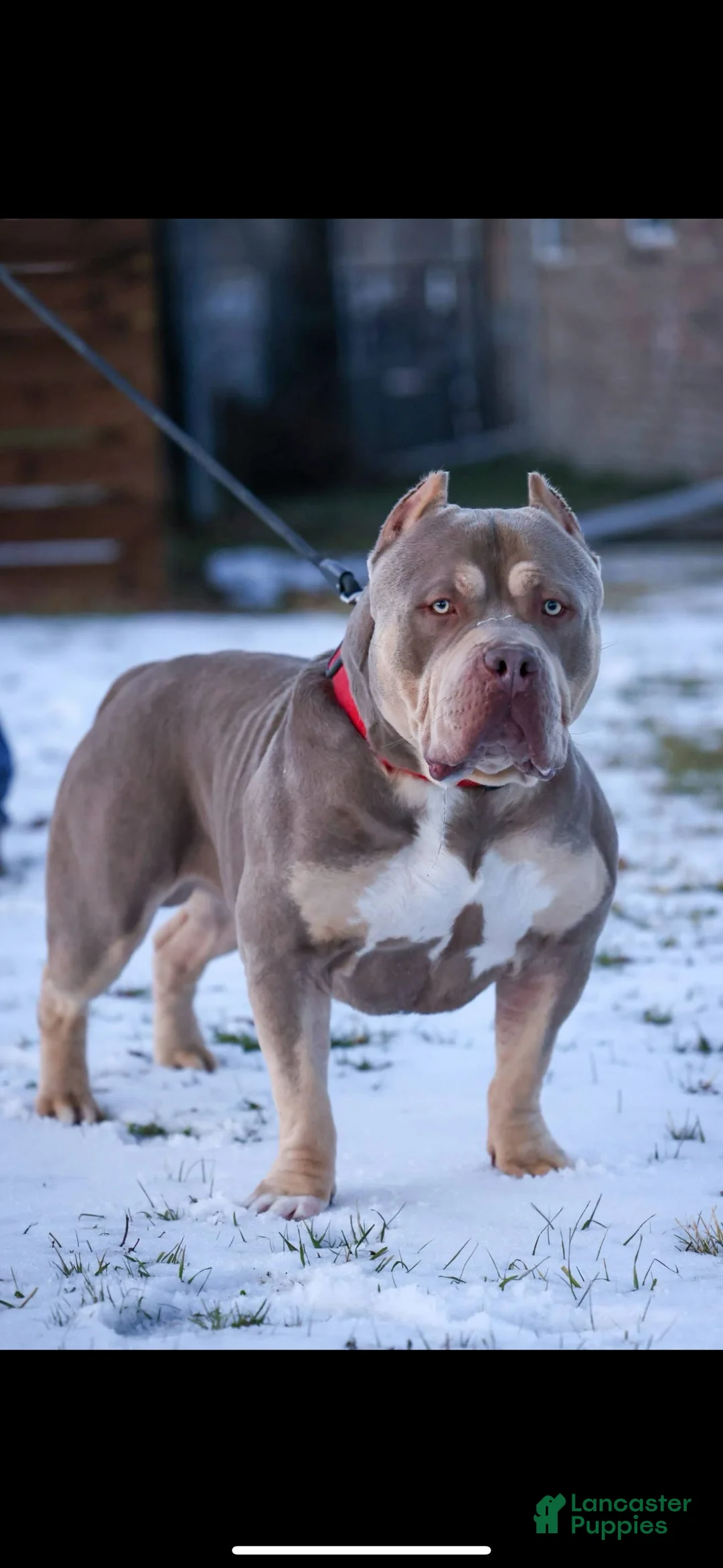 American Bully dogs for sale: American Bully Puppy 3 - Ad 1