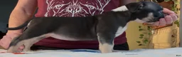 American Bully dogs for sale: Black Tri Female  - Ad 2