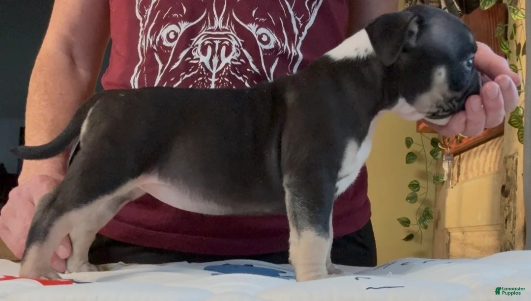 American Bully dogs for sale: Black Tri Female  - Ad 2