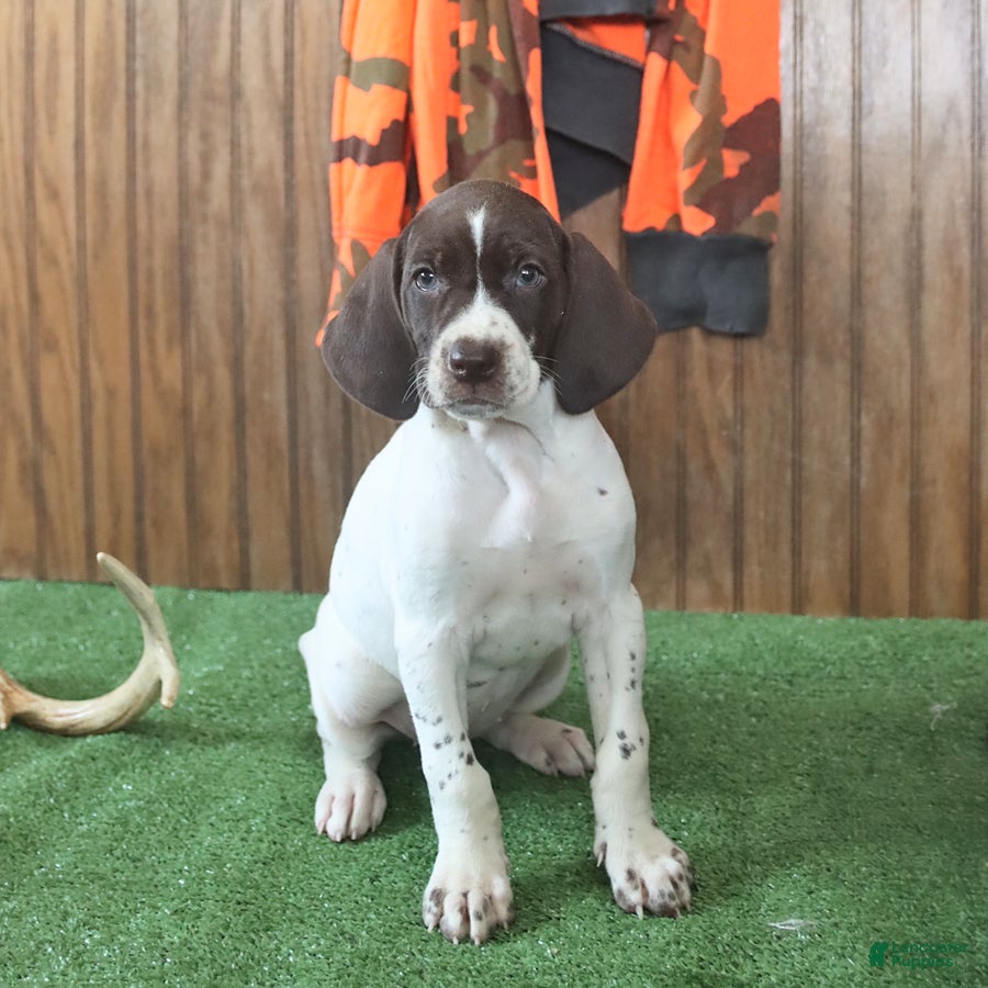 German Shorthaired Pointer dogs Twinkles - Ad 2