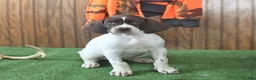 German Shorthaired Pointer dogs for sale: Twinkles - Ad 2