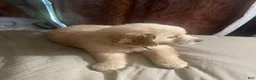 Golden Retriever dogs for sale: Blue collar boy - Ad 6