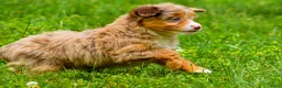 Mini Aussiedoodle dogs for sale: Goldie - Ad 4