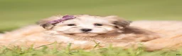 Morkie dogs for sale: Eloise F1 - Ad 6