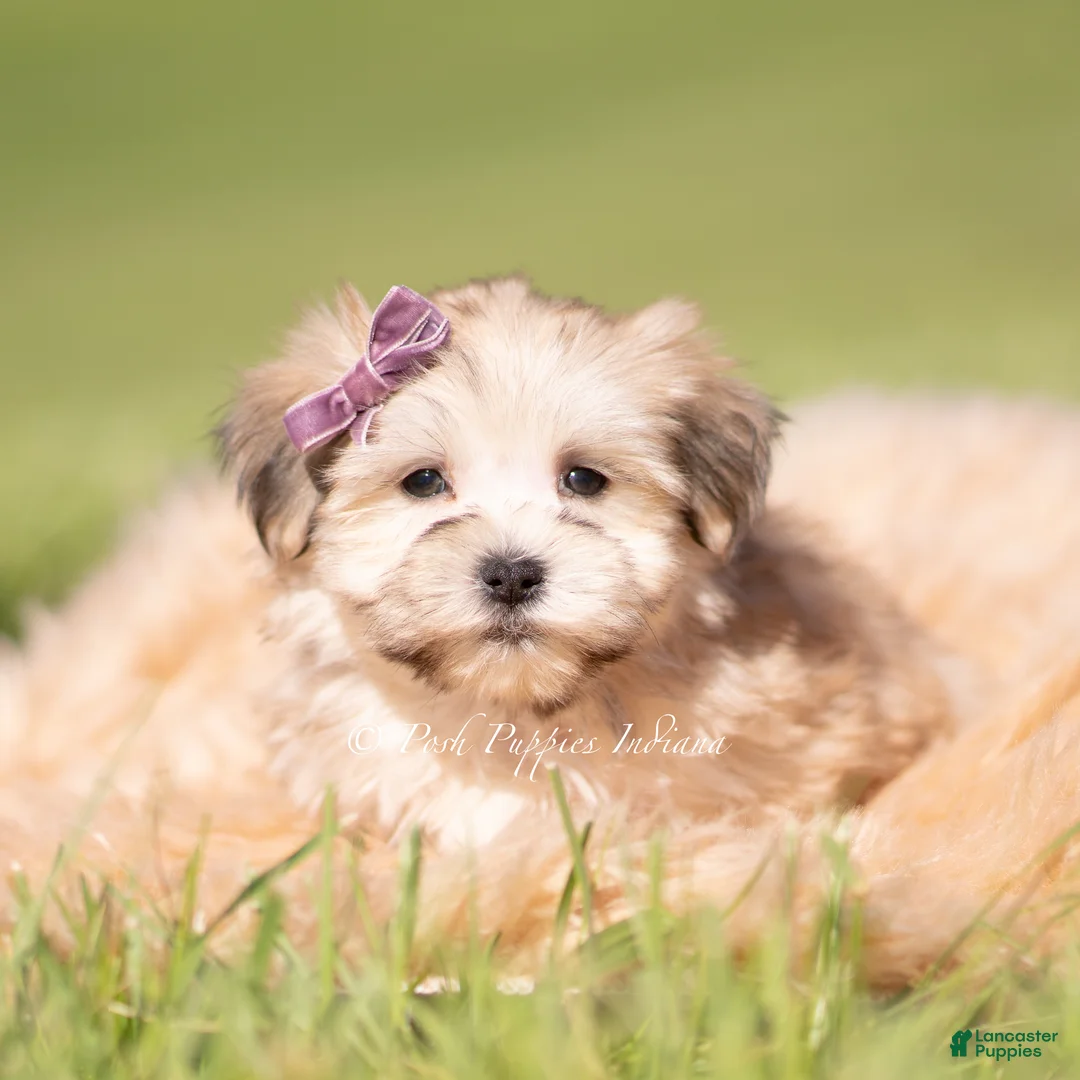 Morkie dogs for sale: Eloise F1 - Ad 6