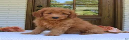 Mini Goldendoodle dogs for sale: Toby  - Ad 4