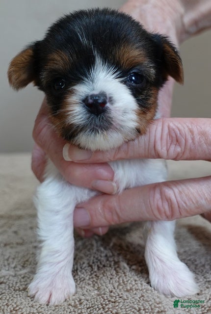 Yorkshire Terrier dogs Teacup Holly 9 5/8 ounces - Ad 13