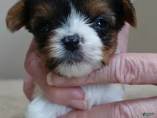 Yorkshire Terrier dogs Teacup Holly 9 5/8 ounces - Ad 13