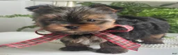 Yorkshire Terrier dogs for sale: Cody - Ad 4