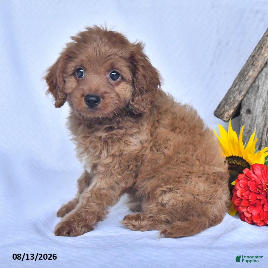Cavapoo dogs Alex - Ad 2