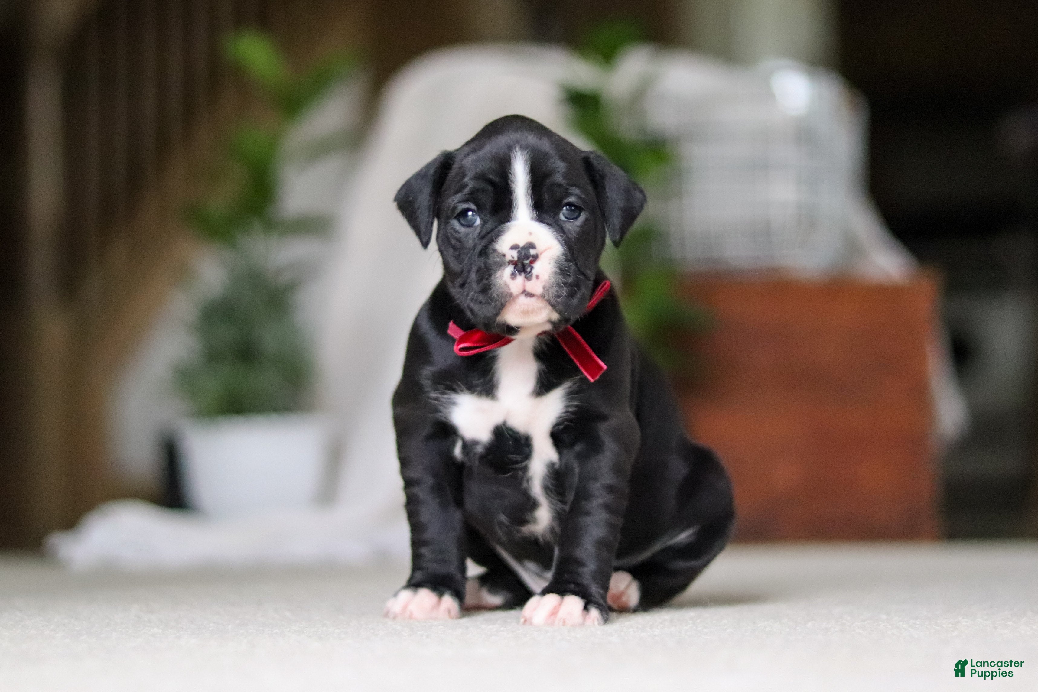 Boxer dogs Sammy - Ad 1