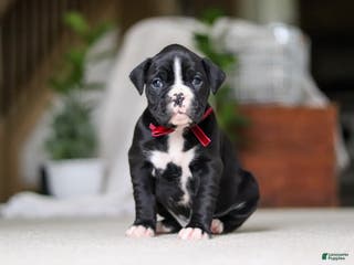 Boxer dogs Sammy - Ad 14