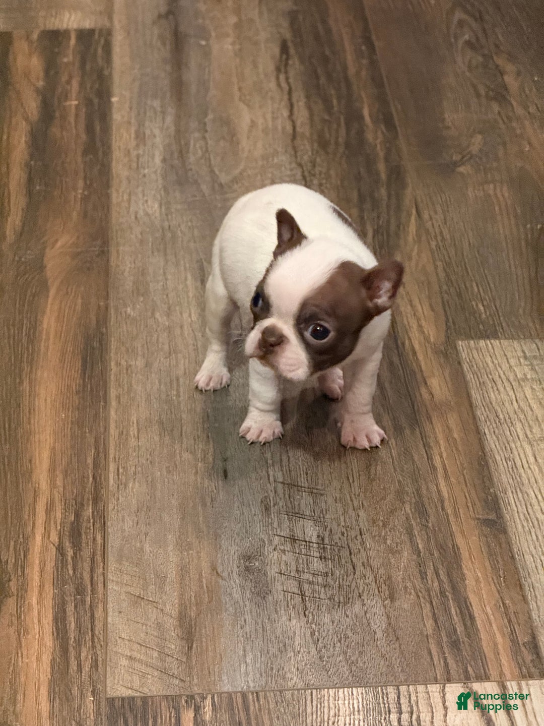 Boston Terrier dogs for sale: Boston Terrier Puppy 1 - Ad 2