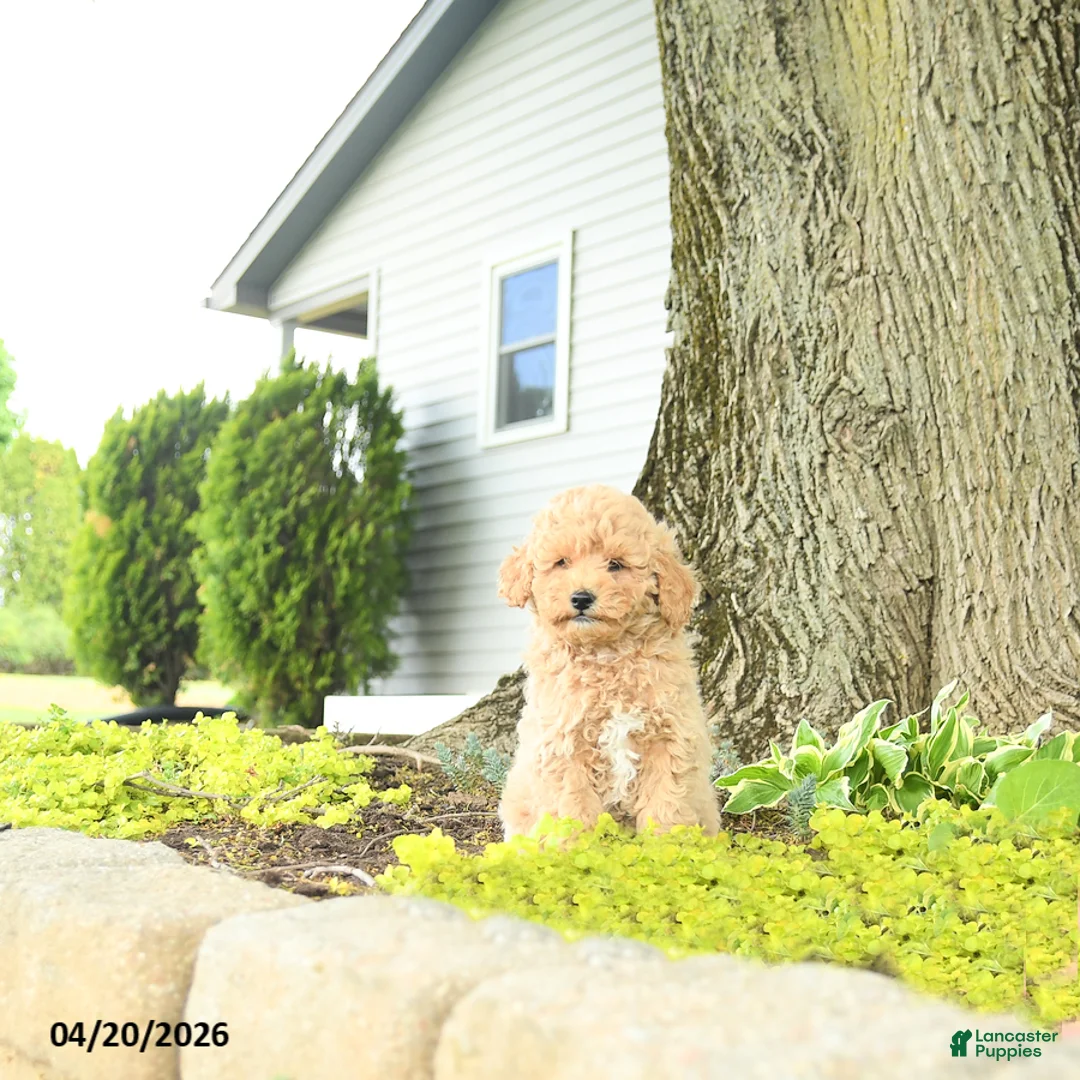 Goldendoodle dogs for sale: Julius - Ad 2