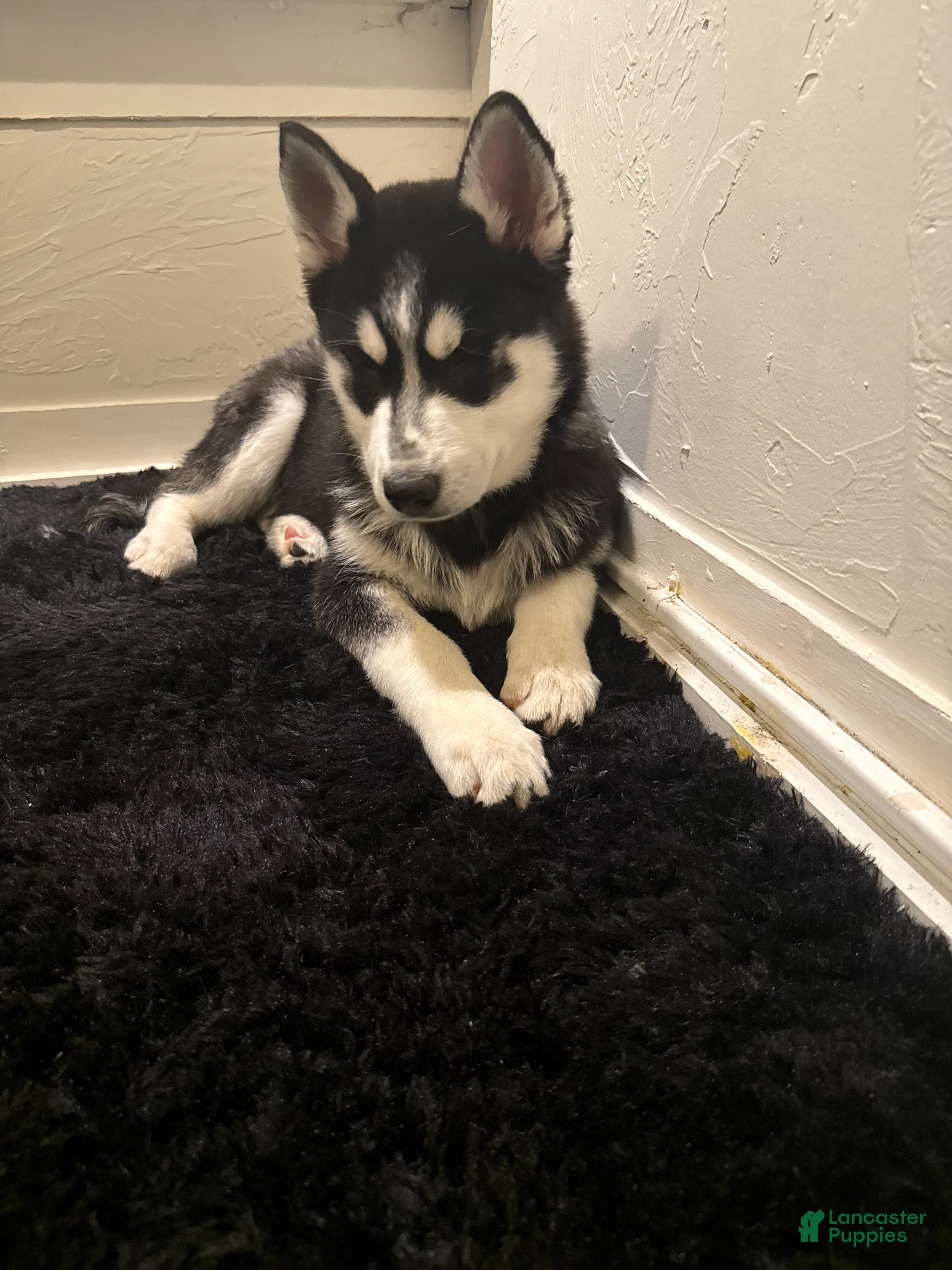 Siberian Husky dogs mellow - Ad 7