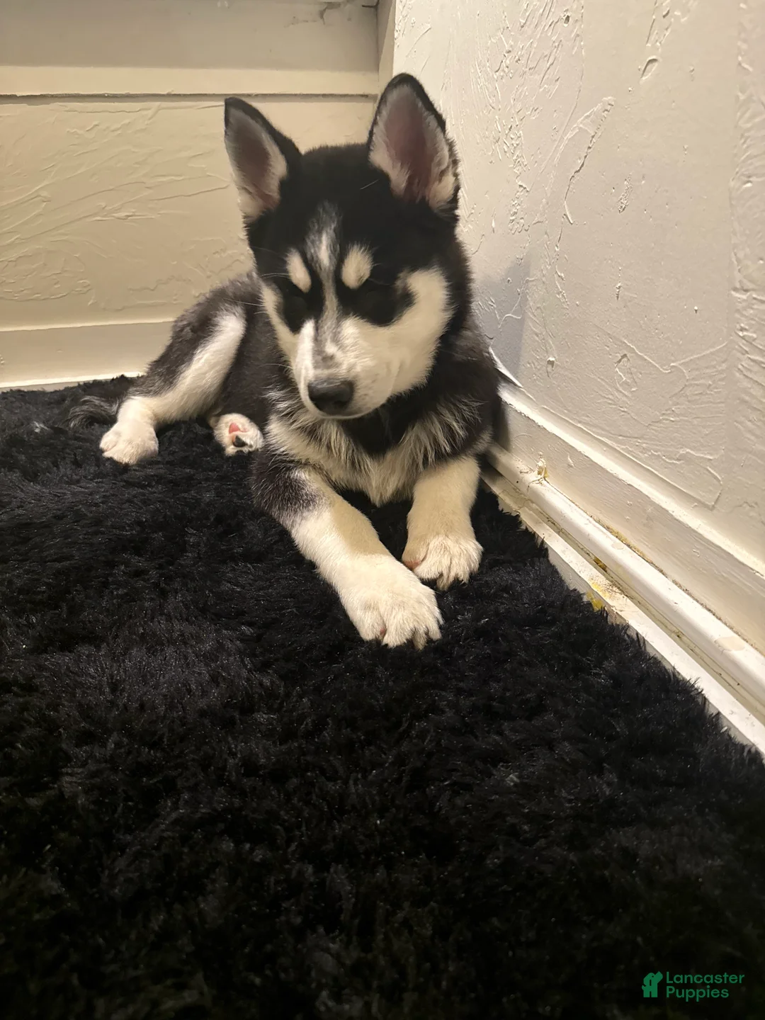 Siberian Husky dogs for sale: mellow - Ad 1