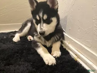 Siberian Husky dogs mellow - Ad 7