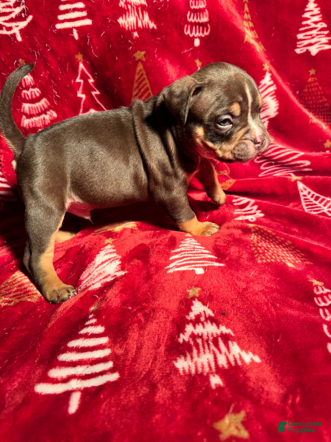 American Bully dogs for sale: American Bully Puppy 3 - Ad 6