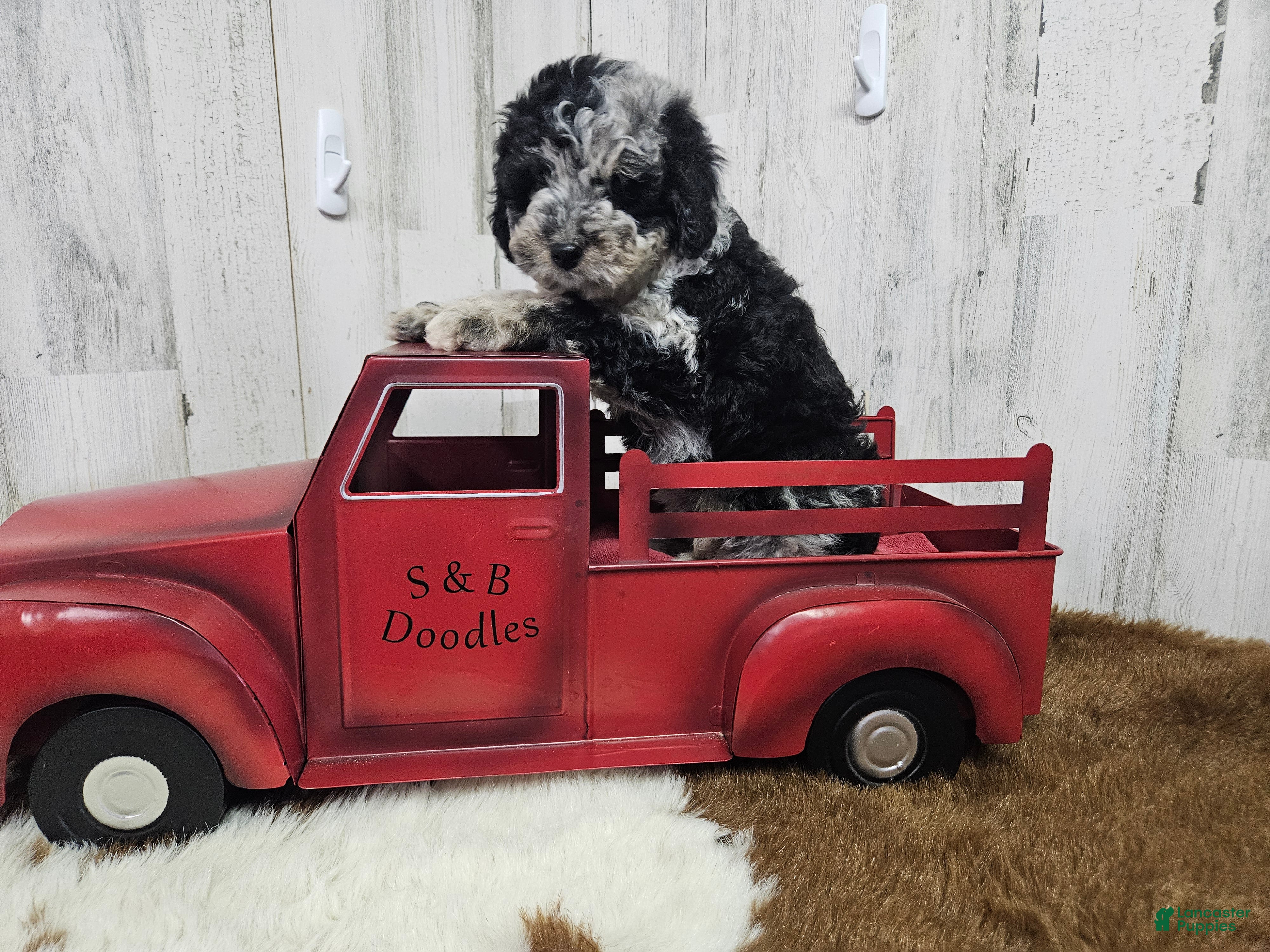 Mini Bernedoodle dogs F1b Lainey - Ad 16