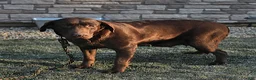 Labrador Retriever dogs for sale: Boomer - Ad 6