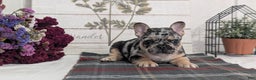 French Bulldog dogs for sale: Shiloh - Ad 15