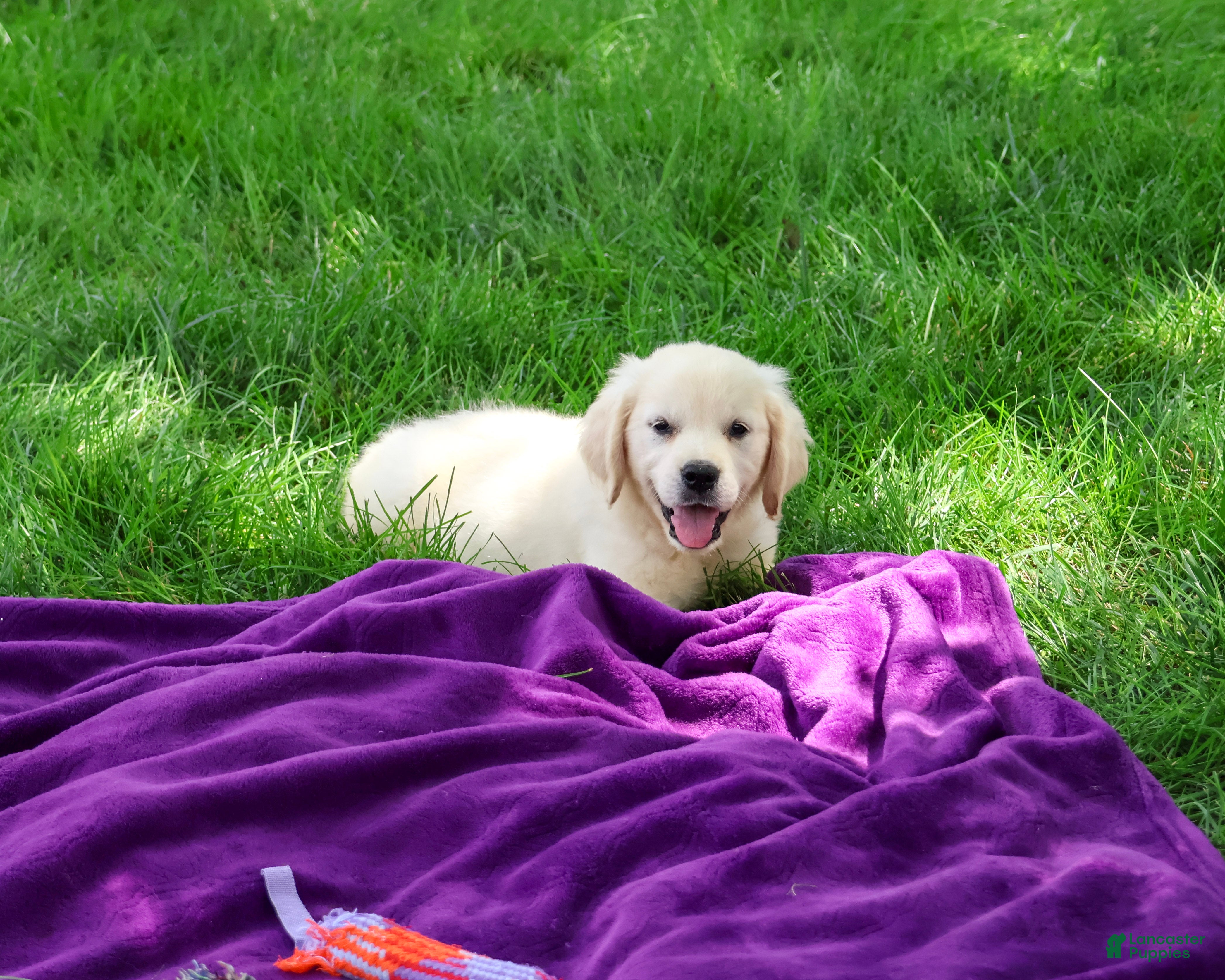 Golden Retriever dogs Tori - Ad 7