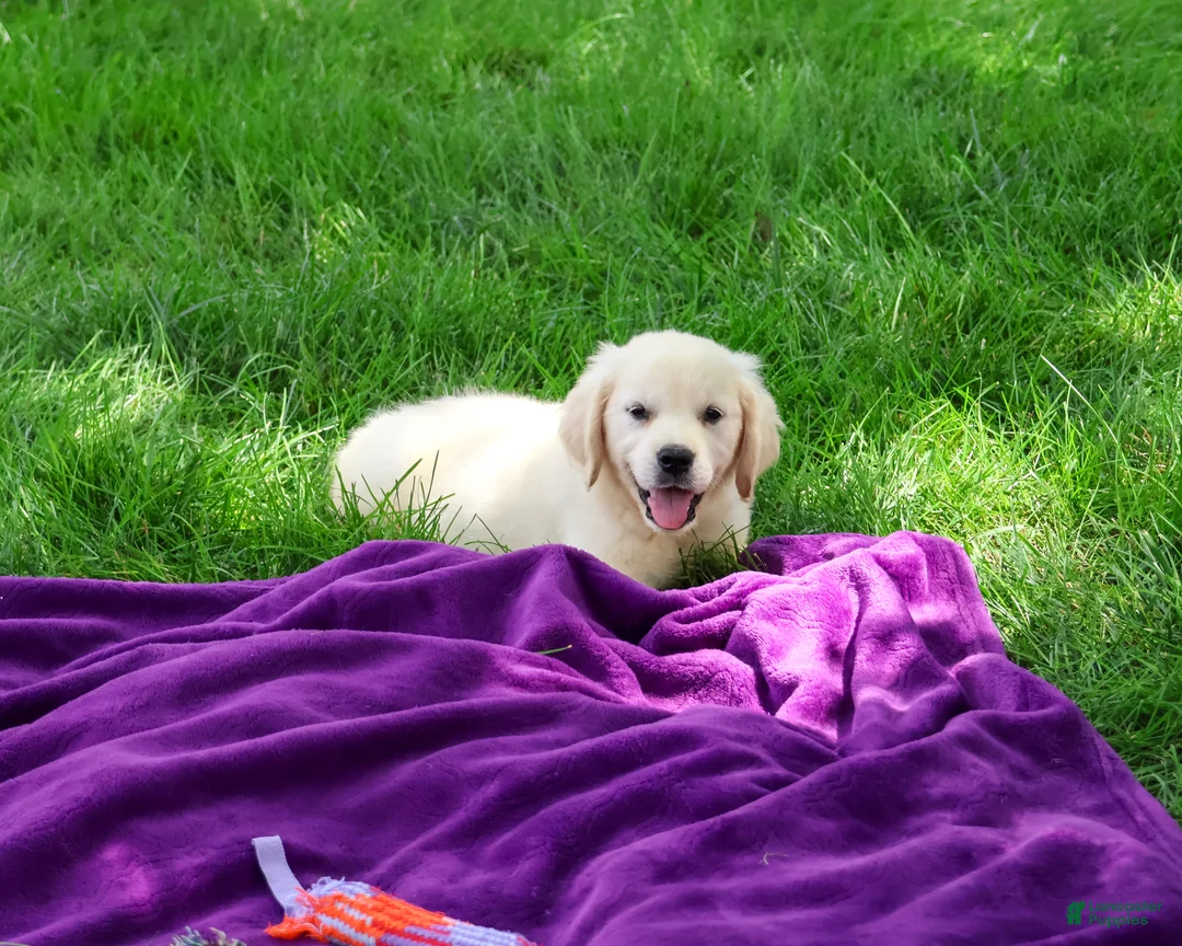 Golden Retriever dogs for sale: Tori - Ad 1