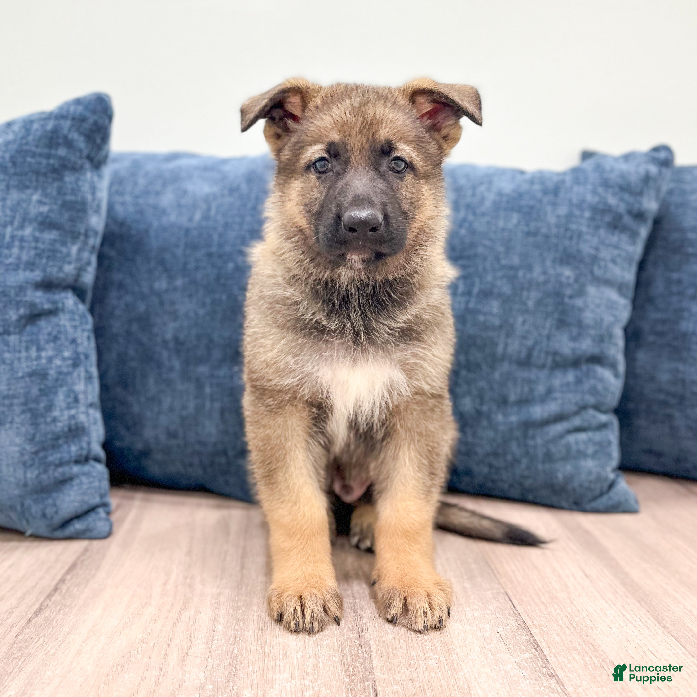 German Shepherd dogs Moby - Ad 1