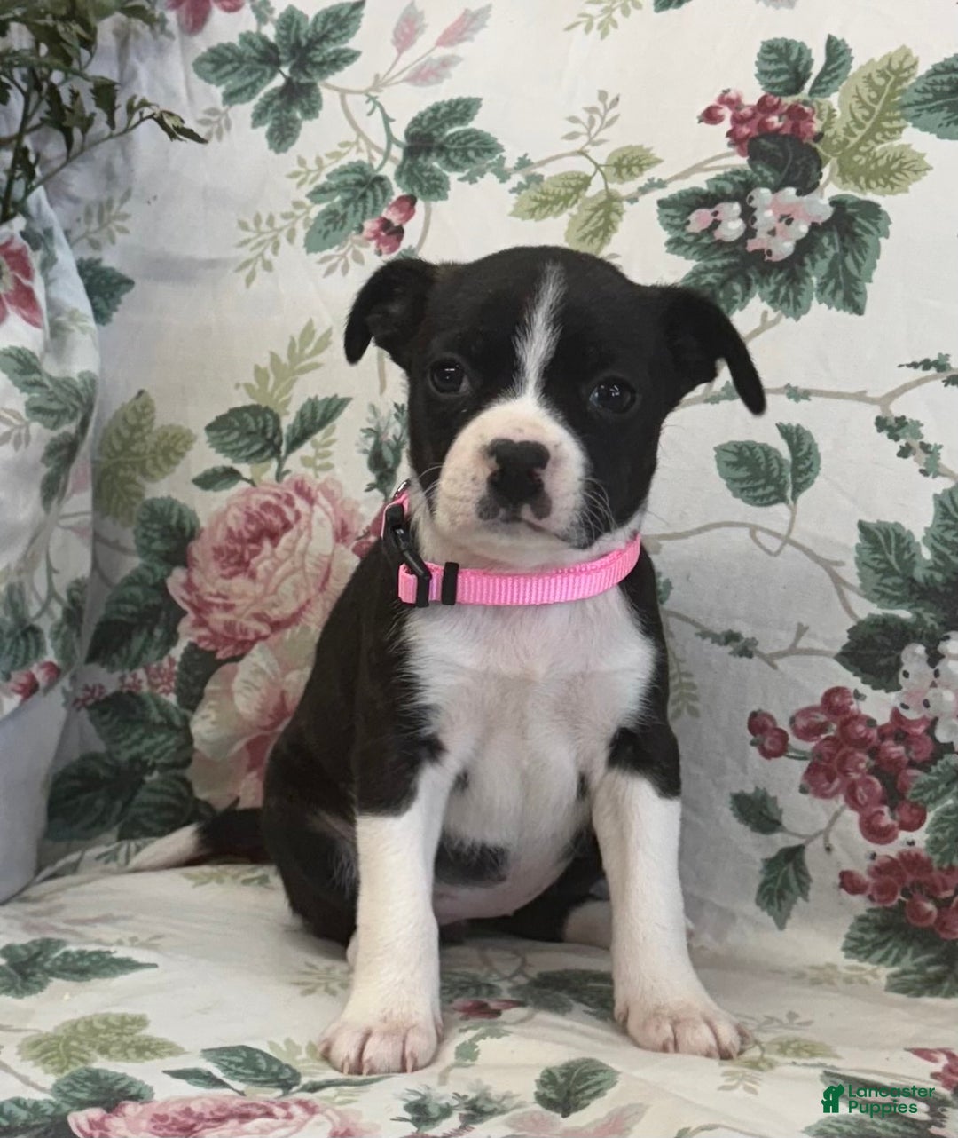 Mixed Breed dogs for sale: Mia - Ad 4