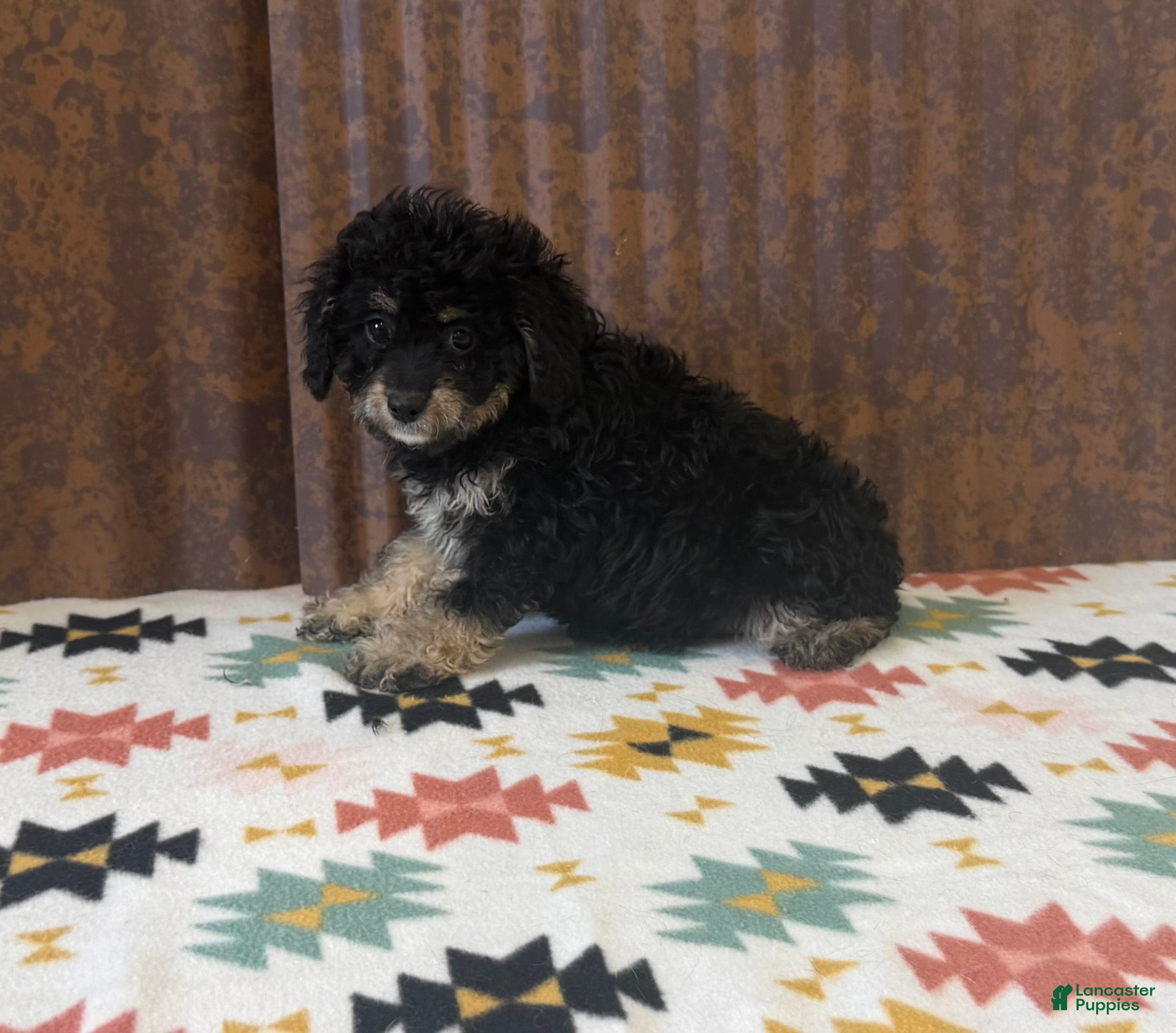 Cavapoo dogs catie - Ad 40