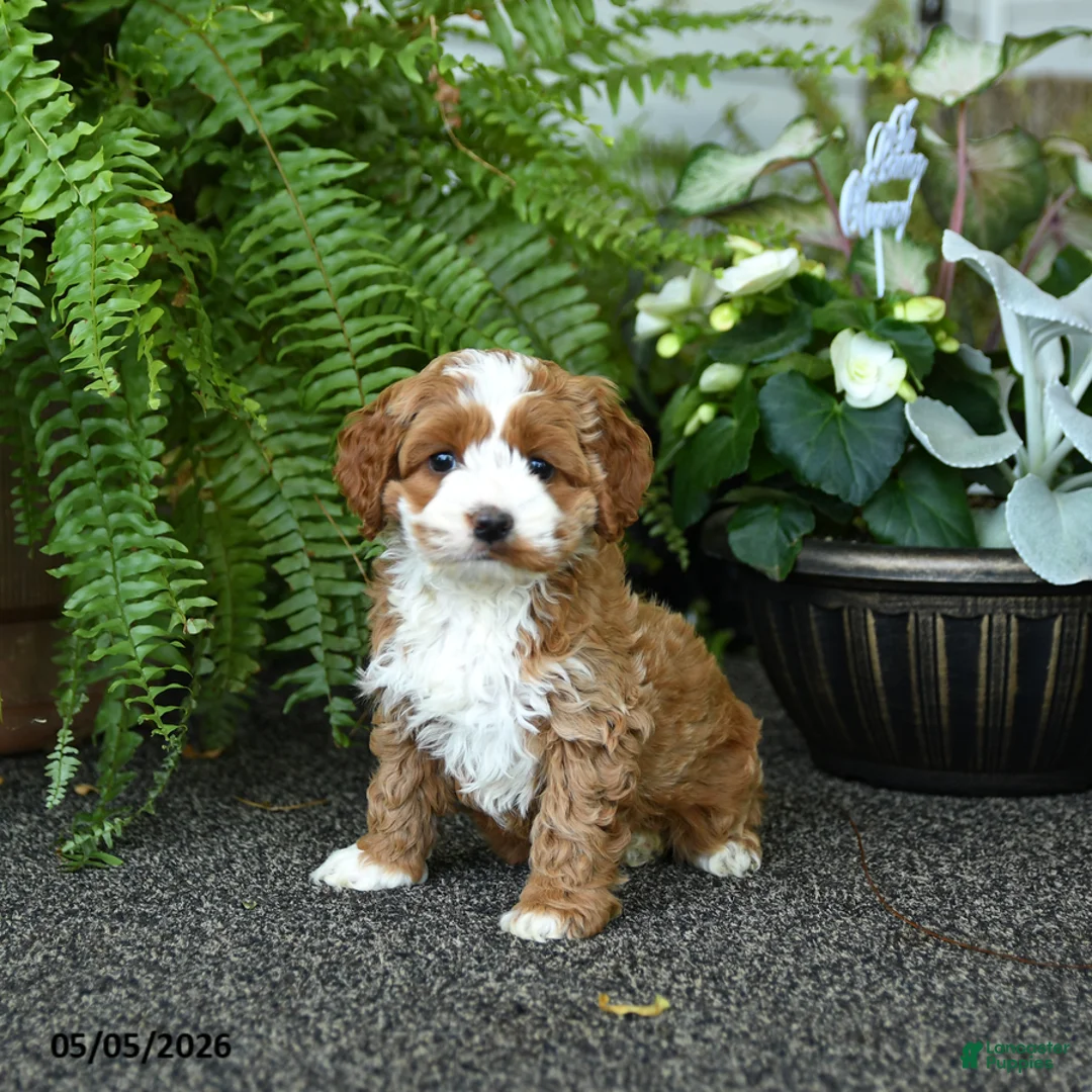 Cockapoo dogs for sale: Cricket - Ad 3
