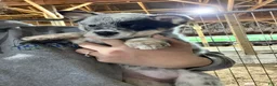 Australian Cattle Dog dogs for sale: Beth - Ad 9