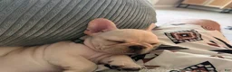 French Bulldog dogs for sale: Cuddly buddy - Ad 2