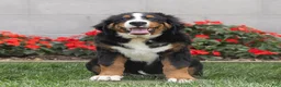 Bernese Mountain Dog dogs for sale: Bryan (Genetically Clear) Bernese Mountain Dog  - Ad 3