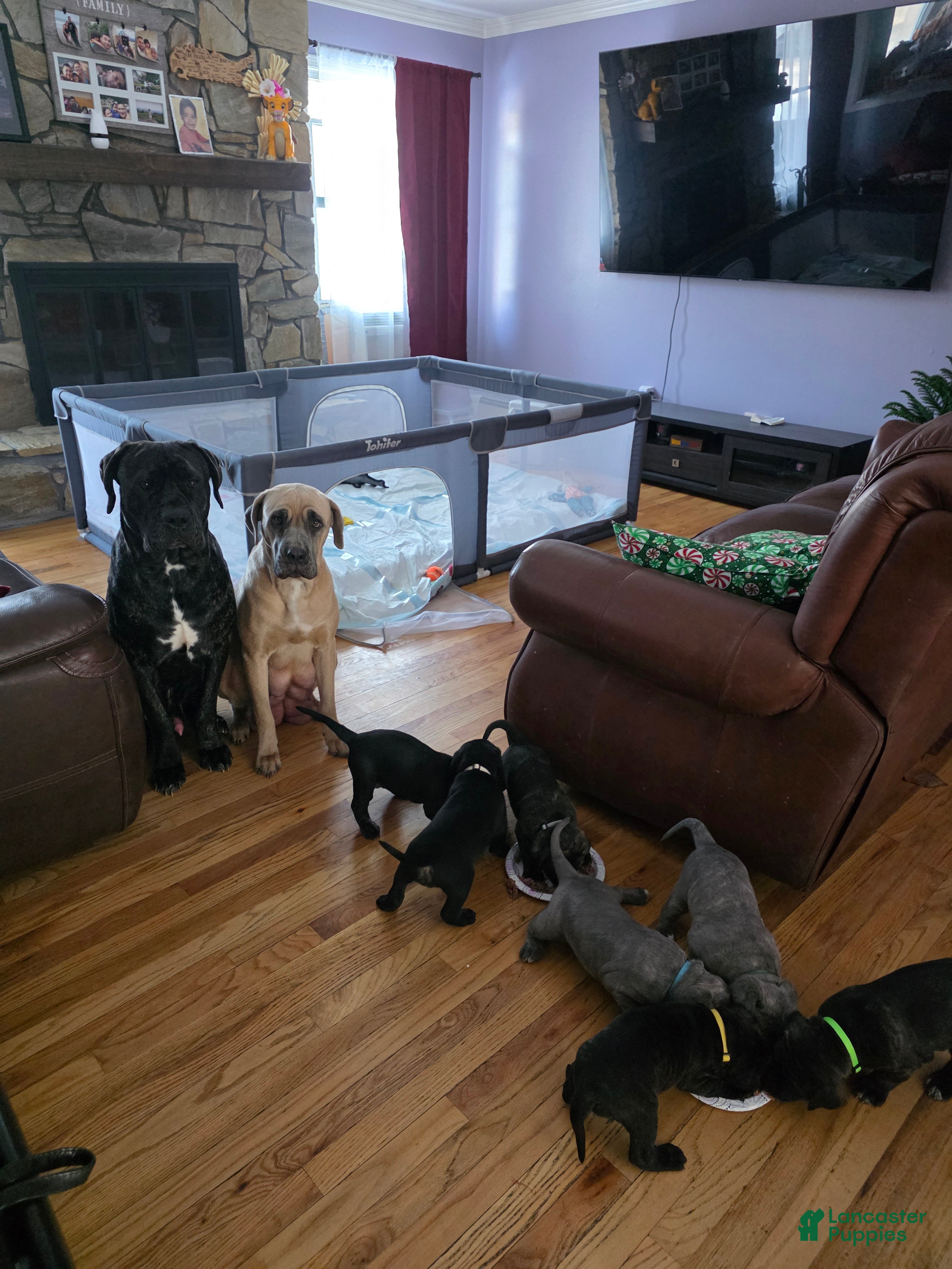 Cane Corso dogs Raven - Ad 2