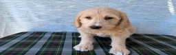 Labradoodle dogs for sale: Labradoodle 7 - Ad 5