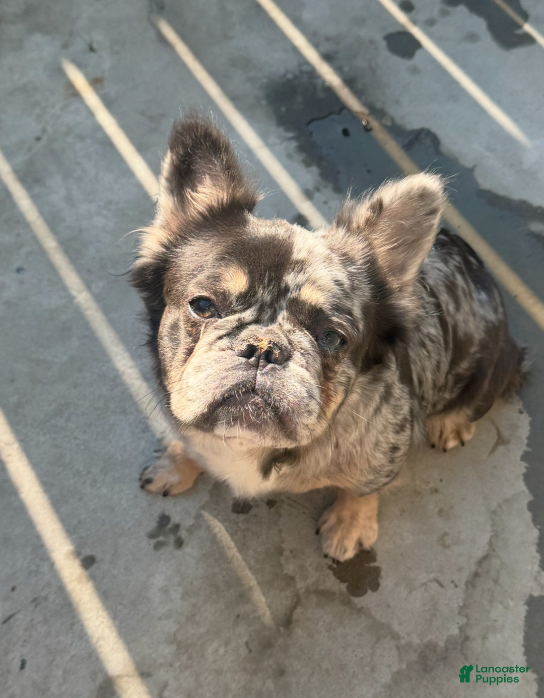 French Bulldog dogs for sale: Lilac tan fluffy french bulldog  - Ad 8